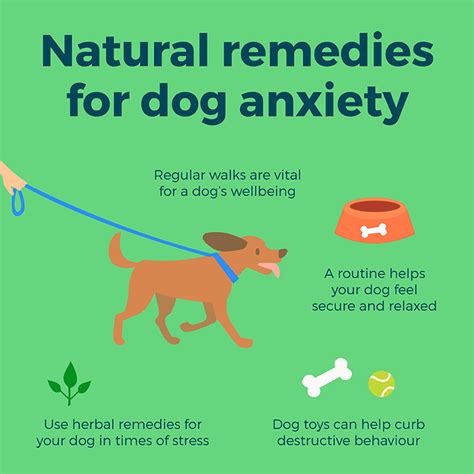  Helps reduce anxiety Dogs and other animals often experience excessive anxiety