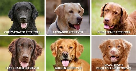  Hemangiosarcoma is possible in all dog breeds, but Labrador Retrievers and Golden Retrievers are at higher-than-average risk