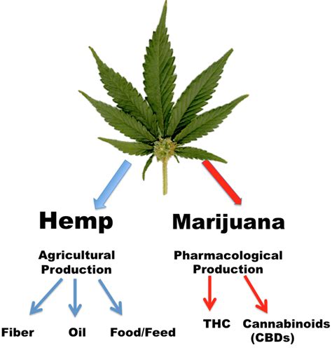  Hemp and marijuana both come from the Cannabis sativa family
