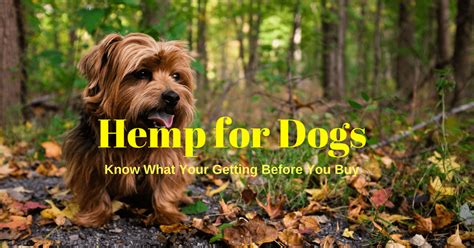  Hemp for Dogs Is hemp beneficial to dogs? Absolutely, it is