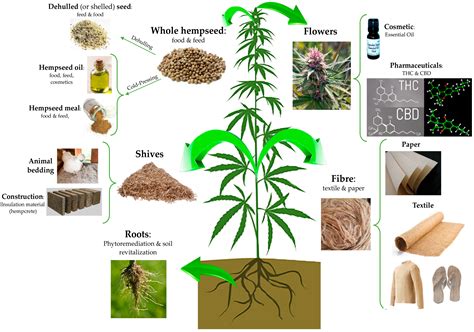  Hemp oil is pressed not from the seeds of hemp, but from the other parts of the plant — primarily the flowers