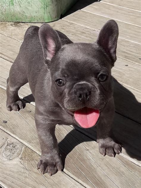  Her mama was a purebred French Bulldog weighing in at about 17 pounds