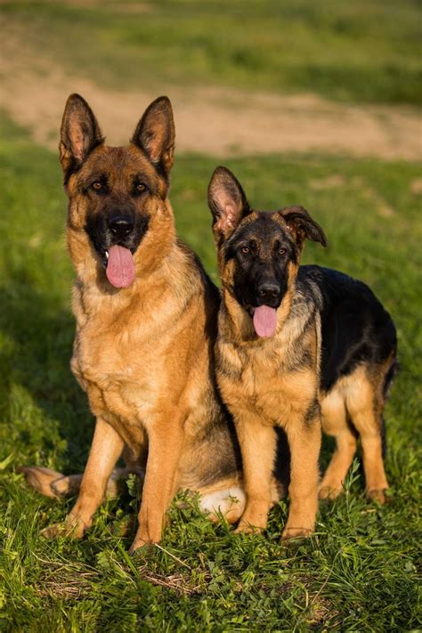  Her mission is to breed German Shepherd dogs that have the ability to obtain Schutzhund titles and the highest possible conformation ratings