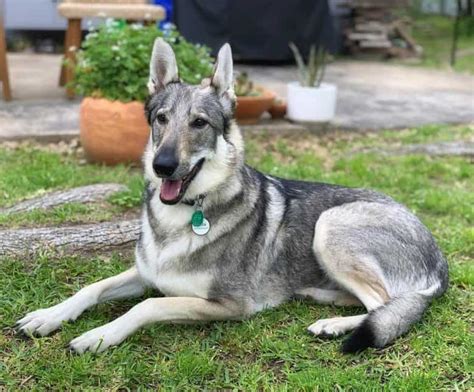  Her owner, Sandra describes the now 12 year old shepherd, wolf hound as one who loves to run fast, play hard and hop around the fields behind their house