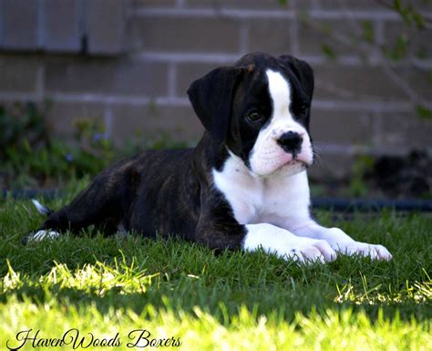  Here, you will have a list of Boxer breeders near you that offers Boxer puppies for sale