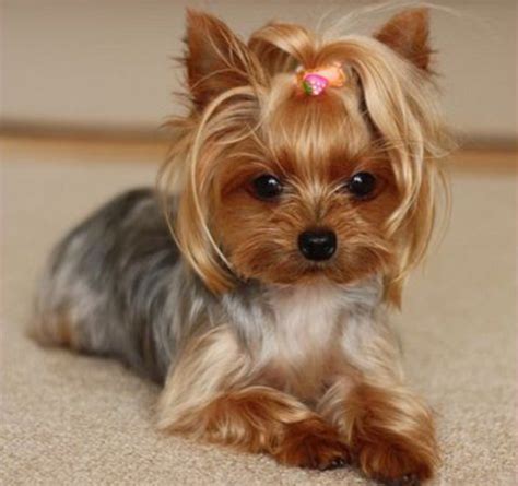  Here are 8 steps to finding a reputable Yorkie breeder: 1