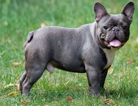  Here are a few examples: Blue French Bulldog: The Blue French Bulldog is a rare variation that is known for its unique blue-gray coat color