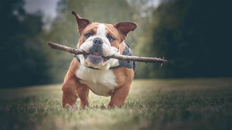  Here are simple strategies to train your adorable Bulldog