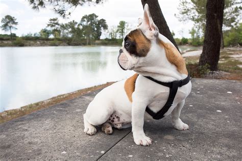  Here are some common issues related to French Bulldog tails: Screw Tail: Some French Bulldogs may develop a condition known as "screw tail