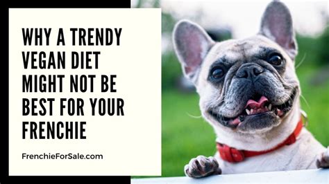  Here are some general guidelines to help you choose the right diet for your Frenchie: A high-quality, balanced diet Feed your Frenchie a high-quality, balanced diet that is appropriate for their age, size, and activity level