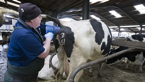  Here are some important considerations to keep in mind: Look for a vet who has experience in artificial insemination and C-sections