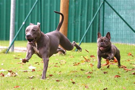  Here are some of the advantages of breeding an American French Bull Terrier: Unique appearance: A cross between a Pitbull and a French Bulldog can produce a dog breed with the combined features from both parents