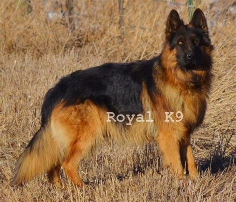  Here are some of the benefits of working with Royalty K9 German Shepherd breeders