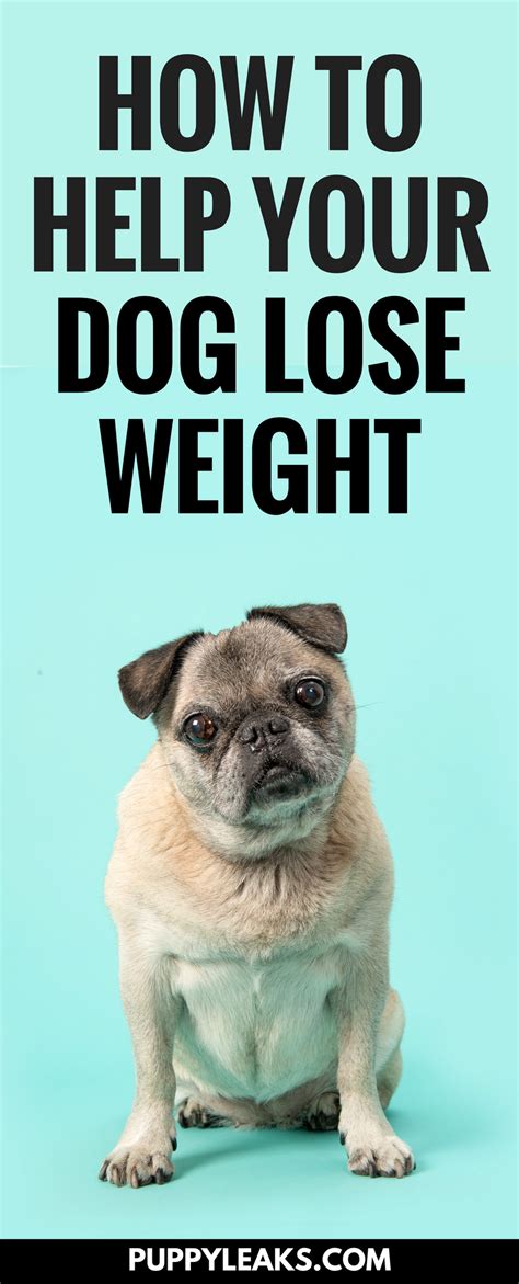  Here are some of the conditions that can cause your dog to lose weight: Cancer