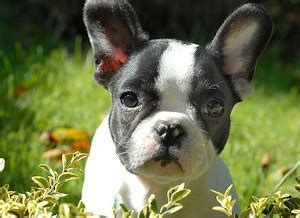  Here are some of the most common health problems seen in Frenchies: Breathing difficulties Frenchies are a brachycephalic breed, which means they have a short snout, and this can lead to breathing difficulties, especially in hot weather or during physical exertion