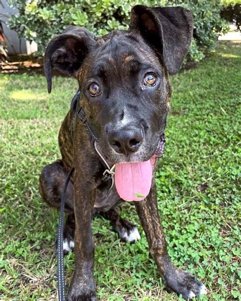  Here are some places where you can find a Cane Corso Boxer mix for adoption: Across America Boxer Rescue — This non-profit organization was formed to help abandoned and neglected Boxer pups across the United States