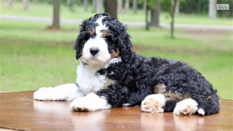  Here are some reasons why Mini Bernedoodles are considered good family pets: Friendly Temperament: Mini Bernedoodles are typically friendly, affectionate, and enjoy being around people