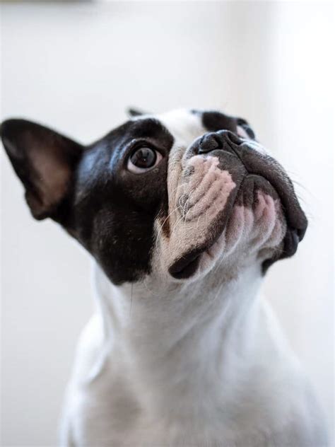  Here are some tips for grooming your Frenchie: Brush regularly Frenchies have a short, smooth coat that requires minimal grooming, but regular brushing can help remove loose hair and prevent shedding