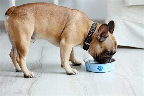  Here are the best French Bulldog food bowls that vets recommend