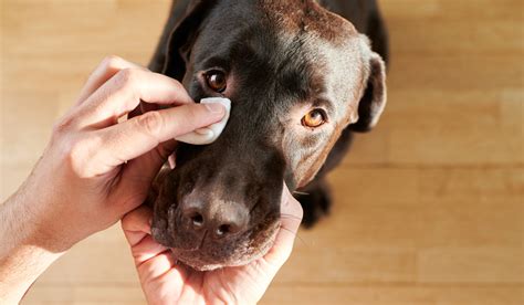  Here are the best products for why does my dog have eye boogers: Image courtesy Pupper Allergies are a type of immunological reaction that occurs when an animal is exposed to an allergen, usually on several occasions over months to years