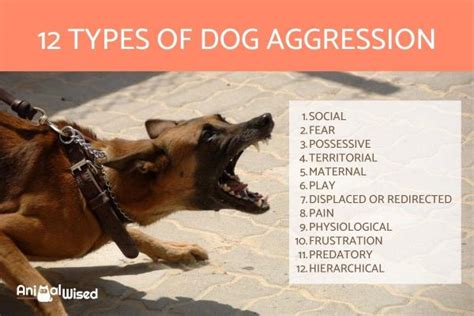  Here are the most common types of aggression and the reasons why your dog might act hostile or violent