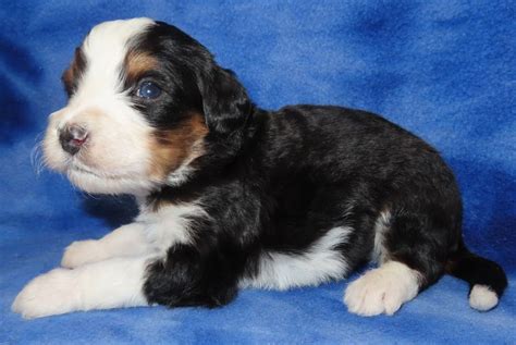  Here at Blue Diamond Family Kennels, we specialize in breeding Standard Bernedoodles along with a few other great breeds