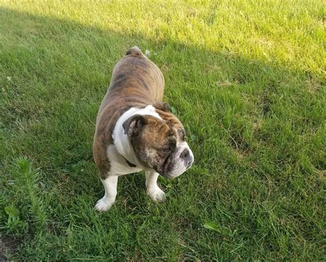  Here at For the Love of Lulu, West MI bulldog Rescue, we are driven by a single goal; We take all these factors into consideration when making a forever-home match