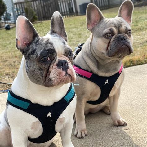  Here at Hilltop Acre Frenchies we are a strong Christian family who has raised top quality AKC French Bulldogs since and have always strived to raise the best quality French Bulldogs possible for the betterment of the breed