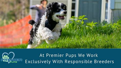  Here at Premier Pups, we work hand in hand with the nation