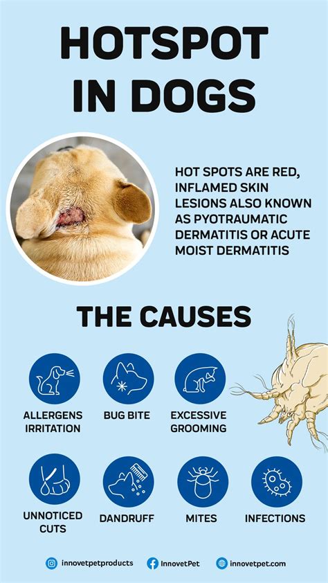  Here is a breakdown of the many causes of hotspots on dogs: Allergies that irritate the skin Biting by a bug that causes itchy skin, such as mosquitoes The obsessive need to groom themselves Infections of the skin in and around the anal glands Unnoticed cuts aren