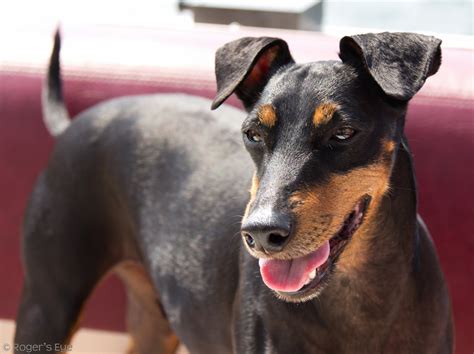  Here is a brief description of the Manchester Terrier