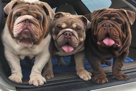  Here is a detailed list of the factors that affect the price range of an English Bulldog: Age: English Bulldog puppies cost more than seniors or adult dogs because they are healthier and more active
