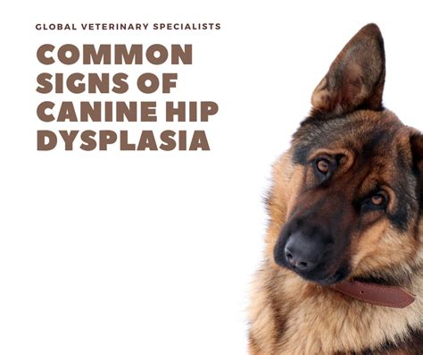  Here is a list of common canine ailments that they may suffer from throughout their lives: Hip Dysplasia — This is a common occurrence in dogs of this size