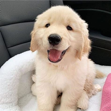  Hey Indiana folks! Looking for a new fur-buddy?  Long Beach Rehoming Golden Puppies