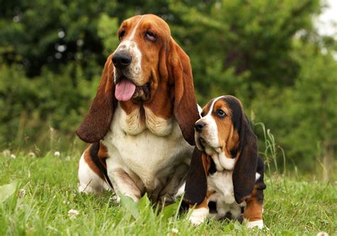  Hi I have a pair of breedable basset hounds