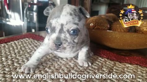  Hi guys I still have one 11 weeks old female merle frenchy available, well trained and up