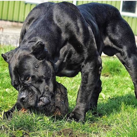  High-quality protein is important for large and active dogs like the Corsi-Bulldog hybrid, as it helps maintain strong muscles and supports growth