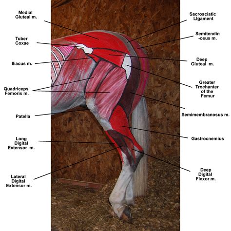  Hindquarters Hind legs are strong and muscular, longer than the forelegs, so as to elevate the loins above the shoulders
