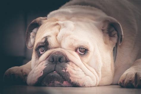  Hip Dysplasia: English Bulldogs have a fairly odd stature, making them prone to several joint and bone issues such as Canine Hip Dysplasia — a condition that causes the hip joint to fit loosely