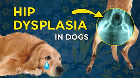  Hip Dysplasia Everybody and their dog knows about this condition