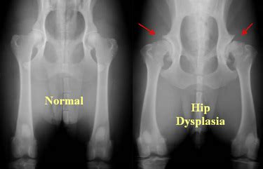  Hip and Elbow Dysplasia: Usually an abnormal development of the hip and elbow joints while the dog is still young