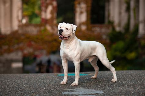  His father is a registered American Bulldog who weighs about lbs