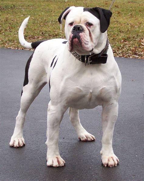  His mother is a pound American Bulldog and we think his daddy has some black lab