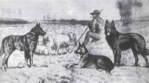  Historically, dogs were bred because of their energy and were used to track and hunt game