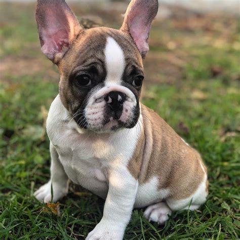  History: Despite what its name may imply, the French Bulldog was developed in England