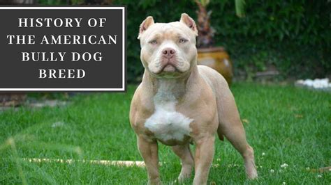  History: The American Bully is a fairly new dog breed and didn