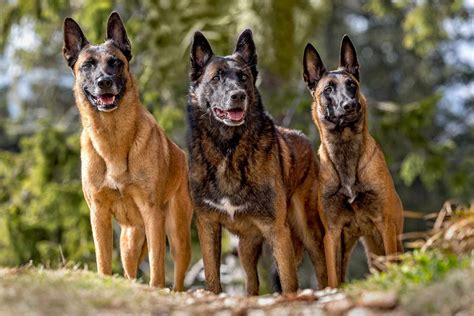  History: The Belgian Malinois is one of four different breeds of Belgian sheepdogs, all of which were used as herding and guard dogs in Belgium during the s