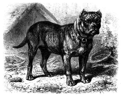  History: The Boxer descends from two dogs of the now extinct Bullenbeisser breed from Germany: the Danziger Bullenbeisser and the Brabanter Bullenbeisser, both of which were used by …