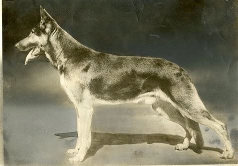  History: The German Shepherd was developed in Germany during the 19th century, primarily by one man: Captain Max von Stephanitz, whose goal was
