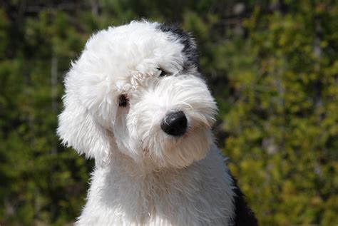  History: The exact origins of the Old English Sheepdog are unclear, but the breed was likely developed in south central England during the early s